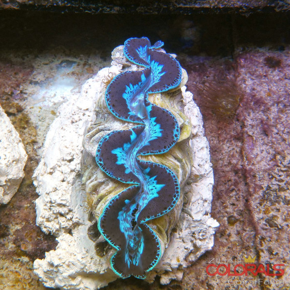 tridacna-maxima