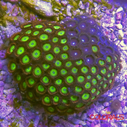 zoanthus
