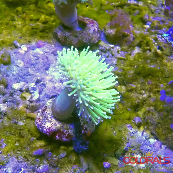 sacrophyton-sp Pilzlederkoralle