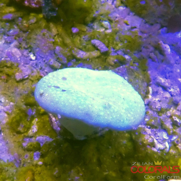 sacrophyton-sp Pilzlederkoralle