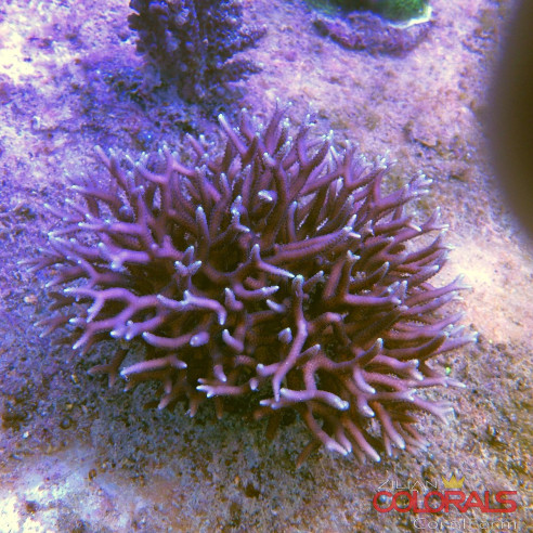 seriatopora