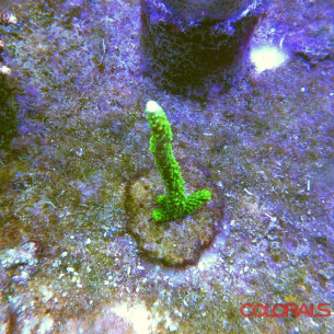 acropora