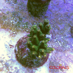 acropora