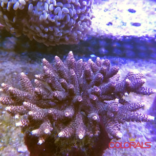 acropora