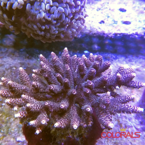 acropora