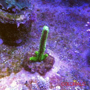 acropora