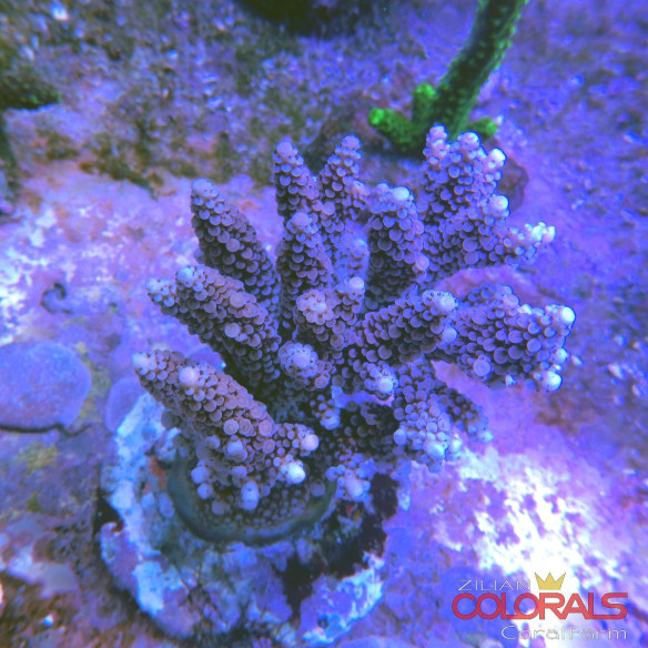 acropora