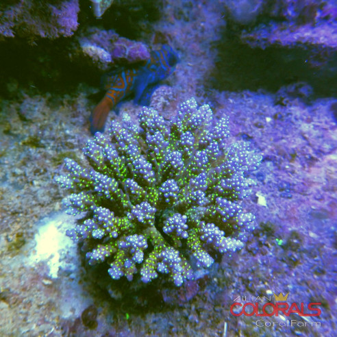 acropora