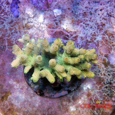 acropora