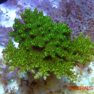 acropora