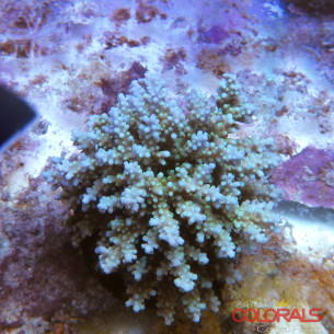 acropora