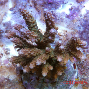 acropora