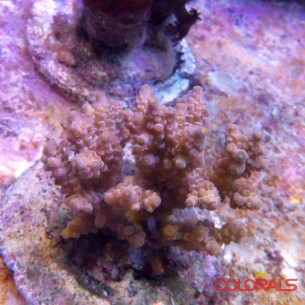 acropora