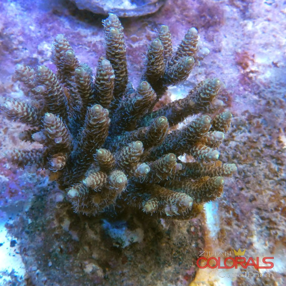 acropora