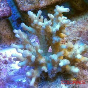 acropora