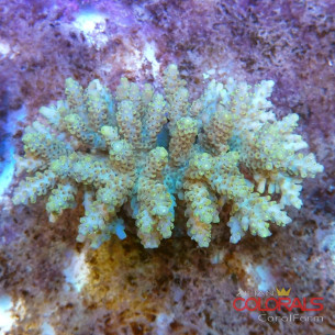acropora