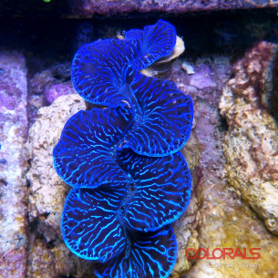 tridacna-maxima