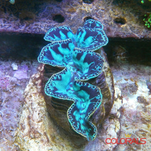 tridacna-maxima