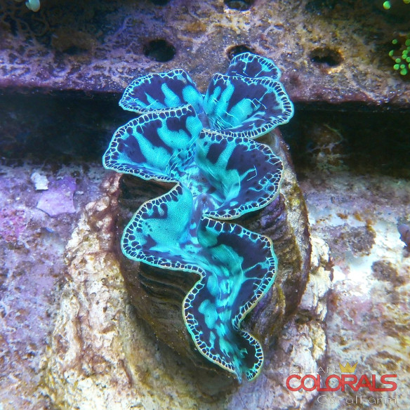 tridacna-maxima