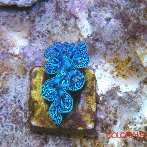 tridacna-maxima