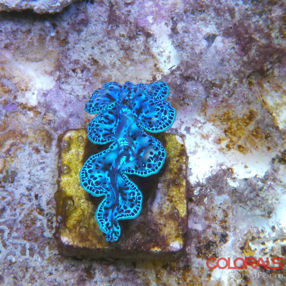 tridacna-maxima