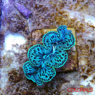 tridacna-maxima 2