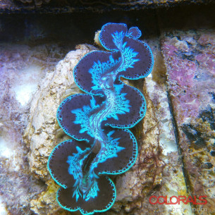 tridacna-maxima