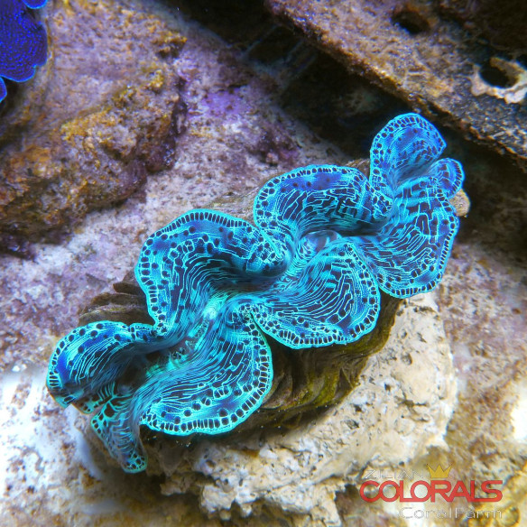 tridacna-maxima
