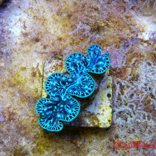 tridacna-maxima