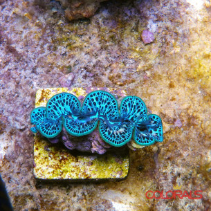 tridacna-maxima