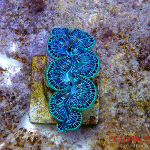 tridacna-maxima