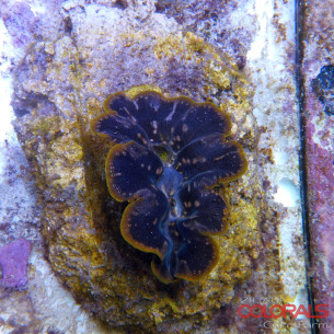 tridacna-crocea 2
