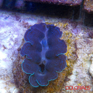 tridacna-crocea 2