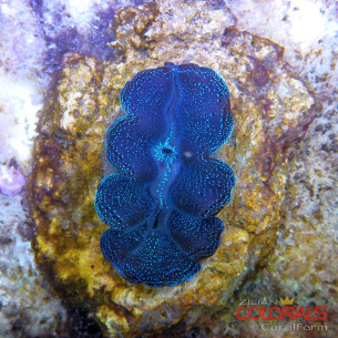 tridacna-crocea 2