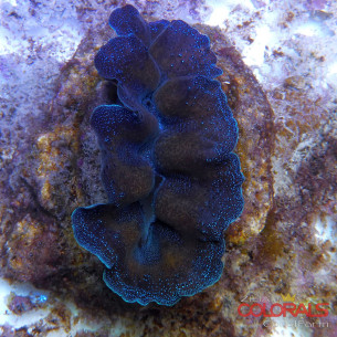 tridacna-crocea 2
