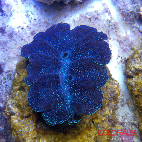tridacna-crocea