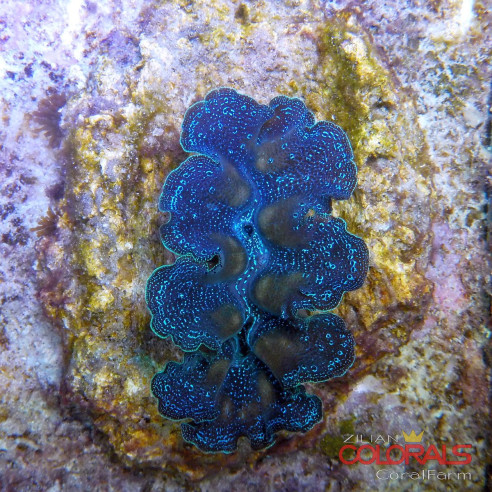 tridacna-crocea