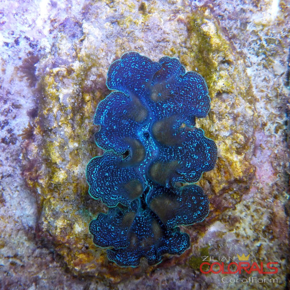 tridacna-crocea