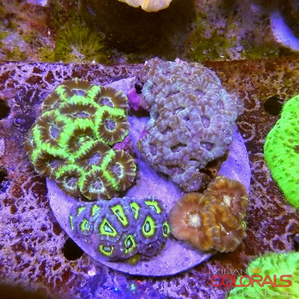 micromussa-lordowensis acanthastrea