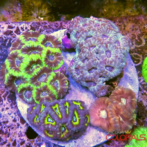 micromussa-lordowensis acanthastrea