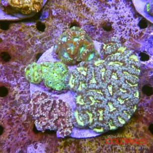 micromussa-lordowensis acanthastrea 2