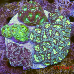 micromussa-lordowensis acanthastrea
