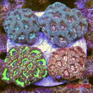 micromussa-lordowensis acanthastrea