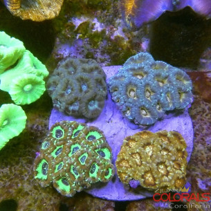 micromussa-lordowensis acanthastrea 2