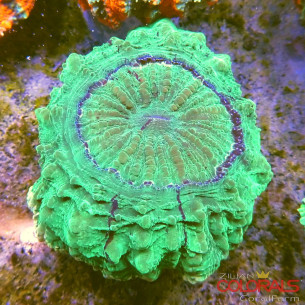 Acanthophyllia