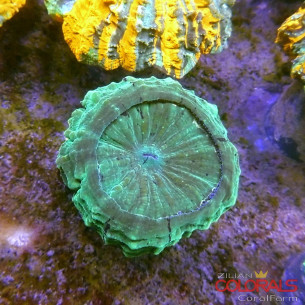 Acanthophyllia 2