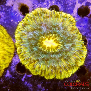 cycloseris fungia 2