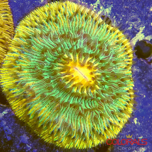 cycloseris fungia