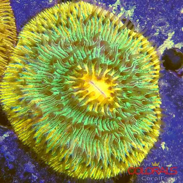 cycloseris fungia
