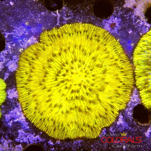 cycloseris fungia 2